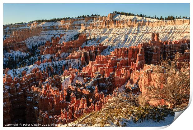 Snow in Bryce Canyon Print by Peter O'Reilly