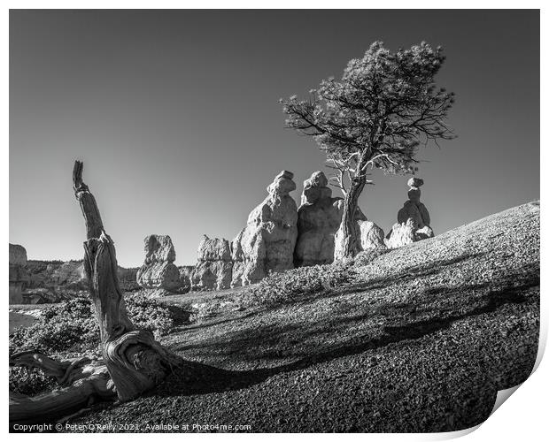 Pine Tree and Hoodoos, Bryce Canyon Print by Peter O'Reilly