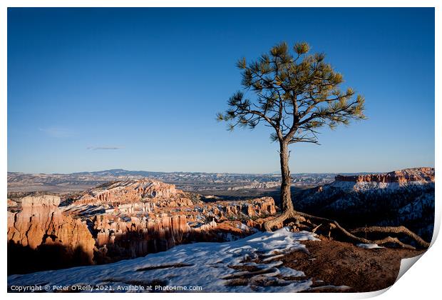 Lonesome Pine, Bryce Canyon Print by Peter O'Reilly