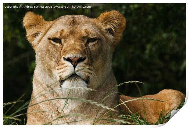 An African male Lion. Print by Andrew Bartlett