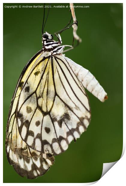 Tree Nymph Butterfly Print by Andrew Bartlett