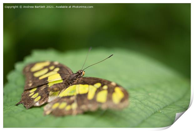 The Malchite Butterfly. Siproeta Stelenes Print by Andrew Bartlett