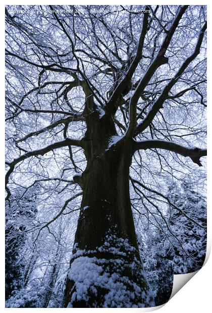 Snowy trees, Merthyr Tydfil, South Wales, UK. Print by Andrew Bartlett