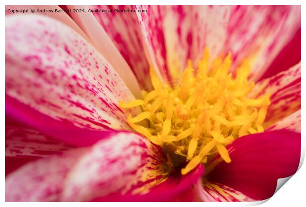Macro of a pink Chrysanthemum Print by Andrew Bartlett