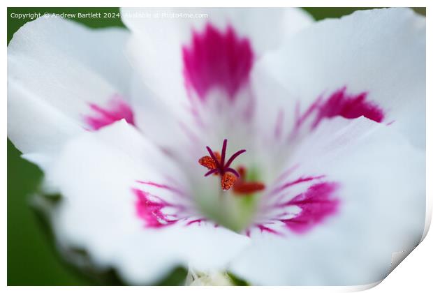 Macro of a white Geranium Print by Andrew Bartlett