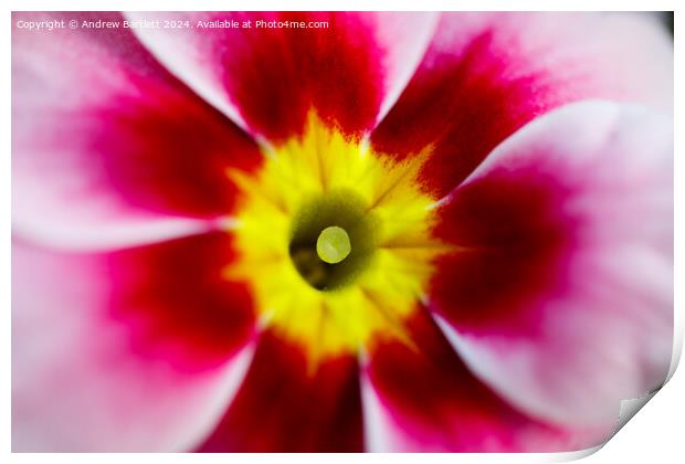 Macro of a pink Polyanthus Print by Andrew Bartlett