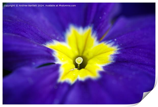 Macro of a purple Polyanthus. Print by Andrew Bartlett