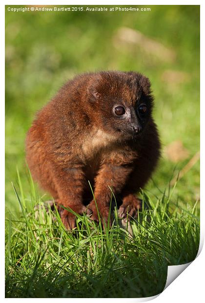 Young Red Bellied Lemur Print by Andrew Bartlett