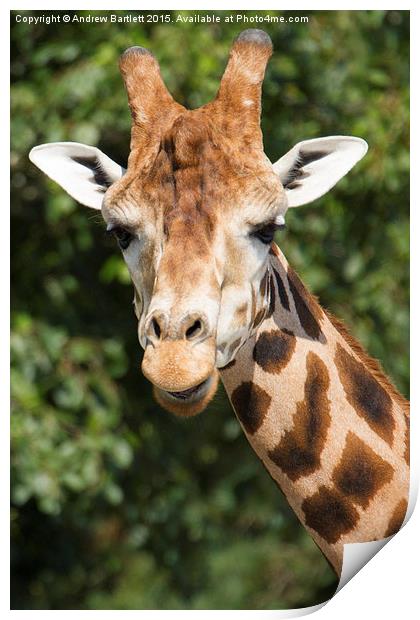  Giraffe Print by Andrew Bartlett