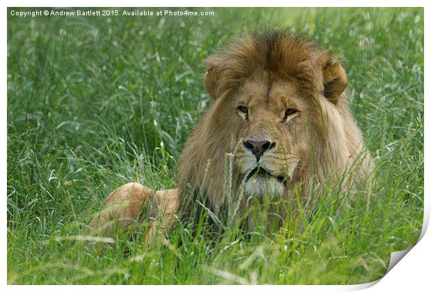 Male African Lion  Print by Andrew Bartlett