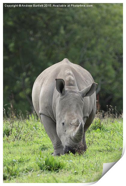  Southern White Rhino Print by Andrew Bartlett