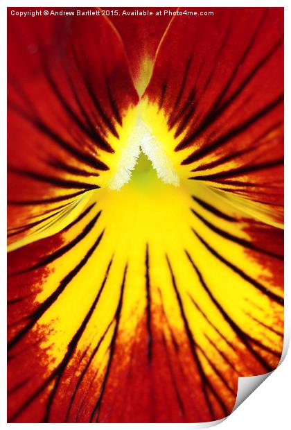  Macro of a Pansy. Print by Andrew Bartlett