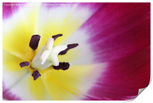 Macro of a Tulip Print by Andrew Bartlett