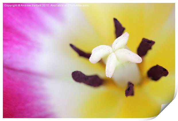  Macro of a Tulip. Print by Andrew Bartlett