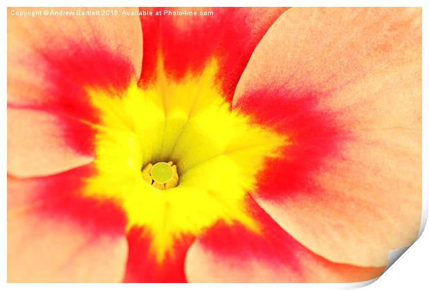 Macro of a Polyanthus.  Print by Andrew Bartlett