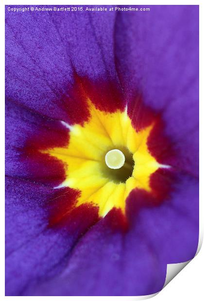  Macro of a Polyanthus Print by Andrew Bartlett