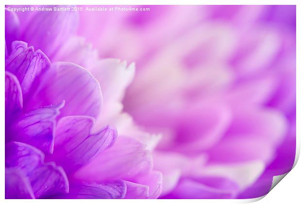  Macro of a purple Chrysanthemum Print by Andrew Bartlett