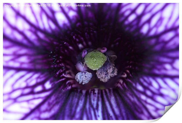  Macro of a purple Petunia. Print by Andrew Bartlett