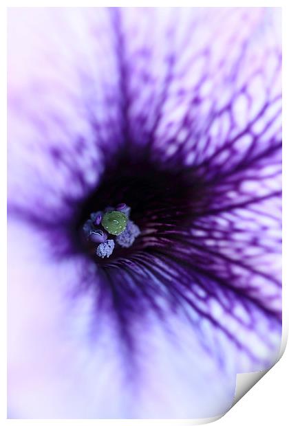  Macro of a purple Petunia. Print by Andrew Bartlett