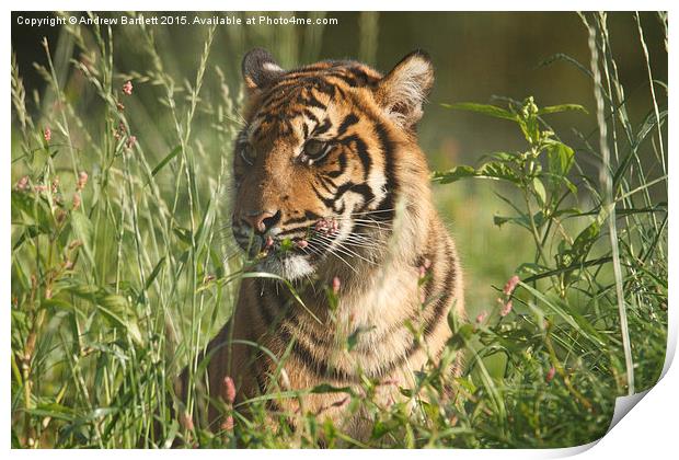  Sumatran Tiger Print by Andrew Bartlett