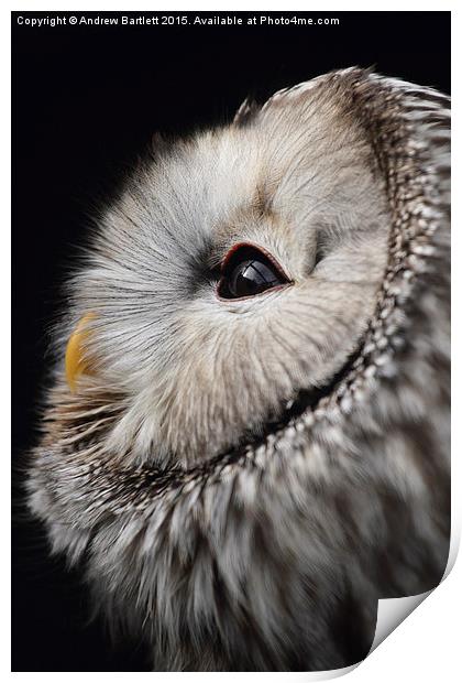  Ural Owl. Print by Andrew Bartlett