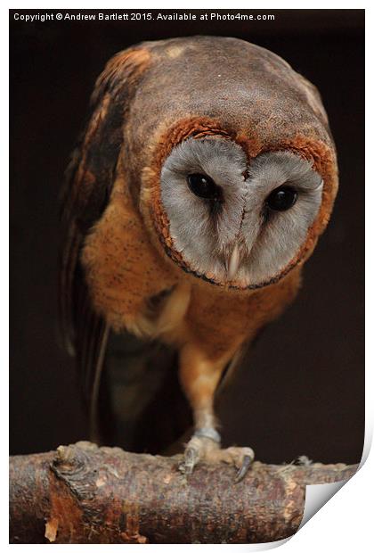  Ashy Faced Barn Owl Print by Andrew Bartlett