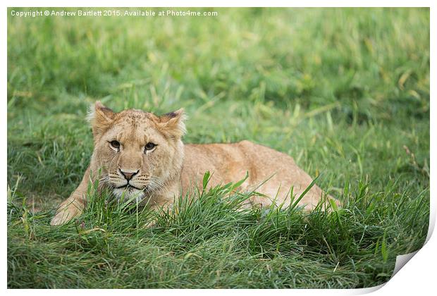  Female African Lion Cub Print by Andrew Bartlett