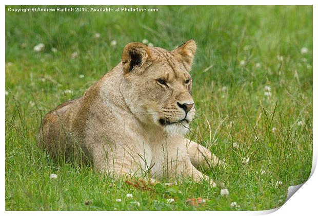  Female African Lion cub Print by Andrew Bartlett
