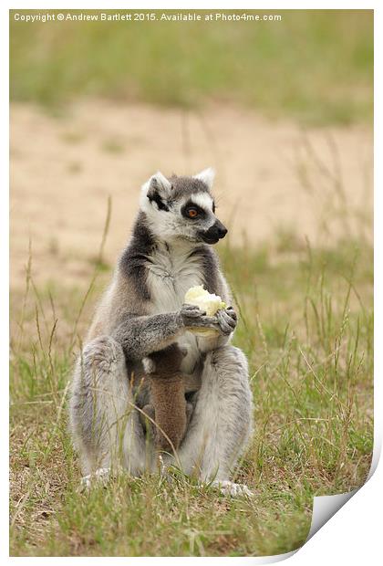 Ring Tail Lemur baby and it's mother. Print by Andrew Bartlett
