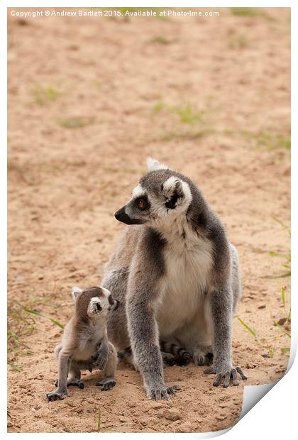  Ring Tail Lemur Print by Andrew Bartlett