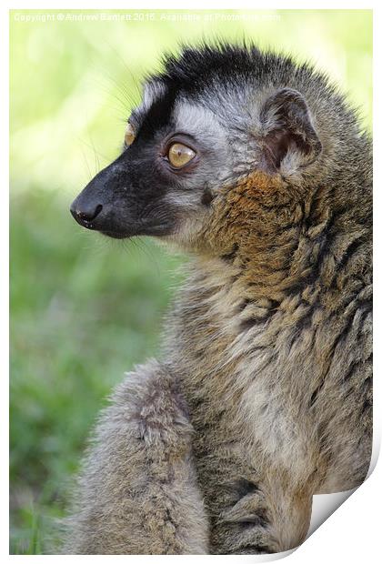 Red Fronted Lemur. Print by Andrew Bartlett
