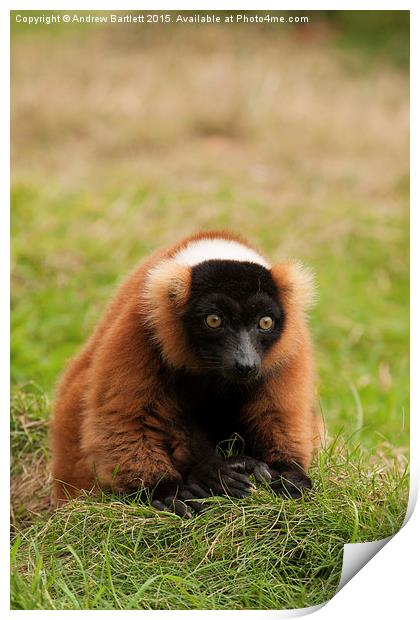  Red Ruffed Lemur Print by Andrew Bartlett