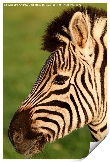  Zebra Print by Andrew Bartlett