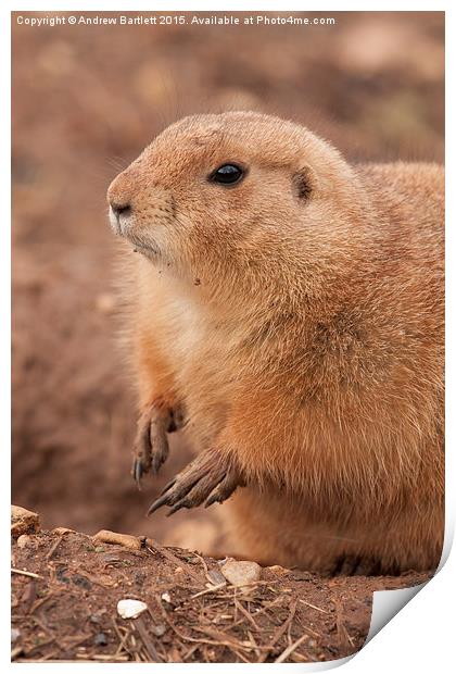  Prairie Dog Print by Andrew Bartlett