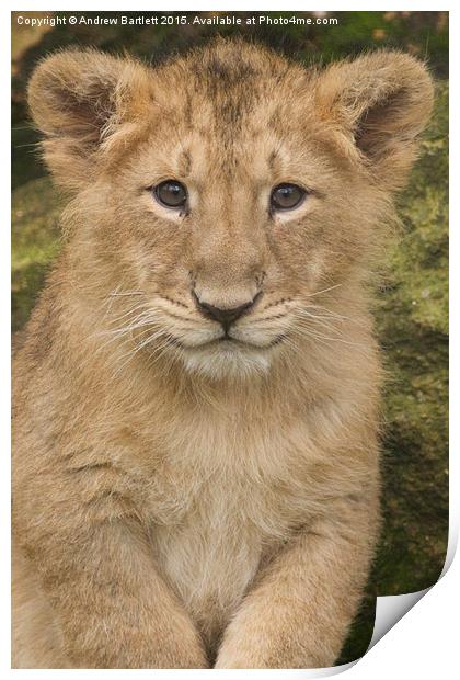  Asiatic Lion Print by Andrew Bartlett