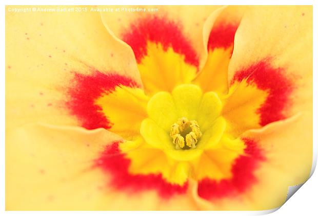  Macro of a Polyanthus. Print by Andrew Bartlett