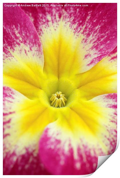 Macro of a Polyanthus. Print by Andrew Bartlett