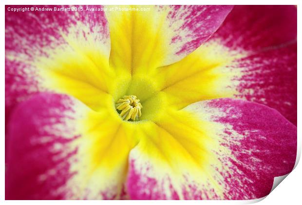 Macro of a Polyanthus. Print by Andrew Bartlett