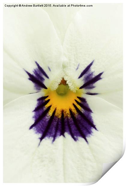  Macro of a Pansy Print by Andrew Bartlett