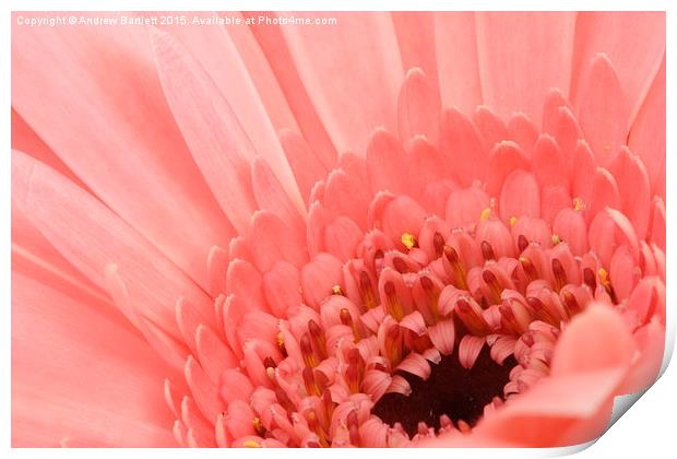  Macro of a Gerbera Print by Andrew Bartlett