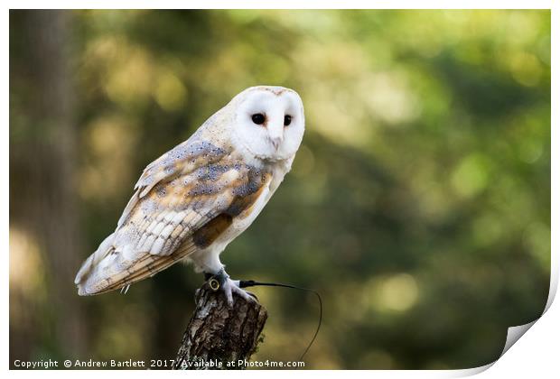 A Barn Owl sitting on a tree branch. Print by Andrew Bartlett