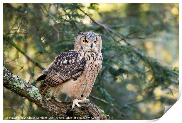 A Bengal Owl sitting in a tree. Print by Andrew Bartlett