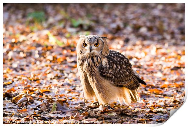 A Bengal Owl sitting among Autumn leaves. Print by Andrew Bartlett