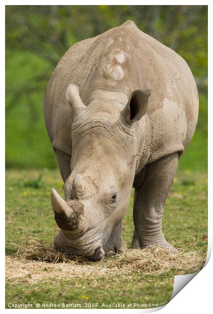 Southern White Rhino Print by Andrew Bartlett