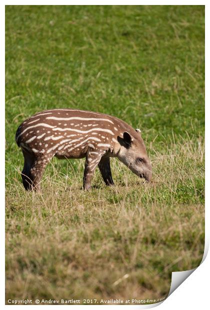 A Baby Tapir Print by Andrew Bartlett