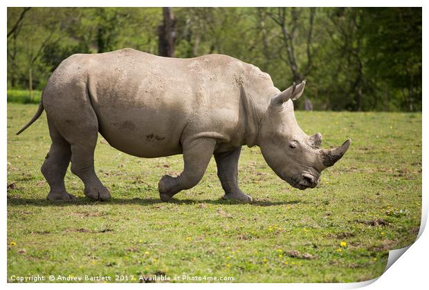Southern White Rhino Print by Andrew Bartlett
