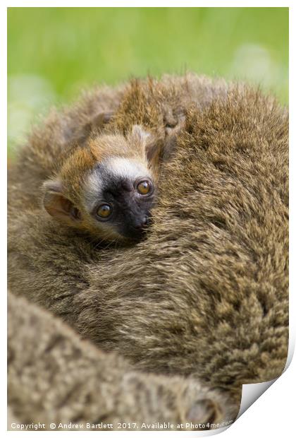 Baby Red Fronted Lemur Print by Andrew Bartlett
