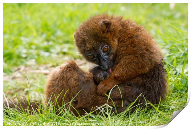 Red Bellied Lemur mother and baby. Print by Andrew Bartlett