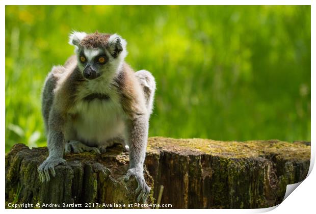 Ring Tailed Lemur Print by Andrew Bartlett