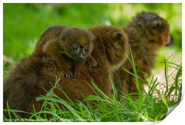 Red Bellied Lemur family Print by Andrew Bartlett